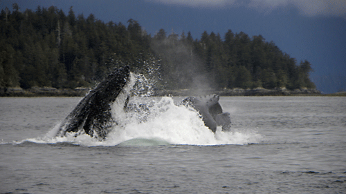 humpback whales burst through the surface on a feeding run