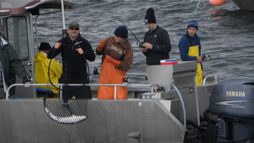 Captain Greg on the Triple Play hauls aboard a nice salmon