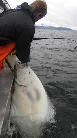 Hauling aboard a hefty halibut