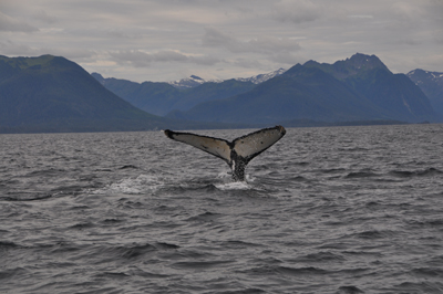 Whaletail near Sitka, Alaska