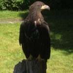 A Curious Young Eagle Perching