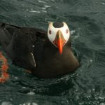 A Puffin Hanging Around the Fishing Boat