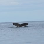 An Incredible Whale