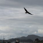 Bald Eagle Searching for Prey over the harbor
