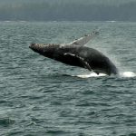 Breaching Whale in Sitka