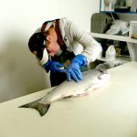 Salmon Being Processed At Alaska Premier Charters Inc