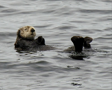 Sea Otter Relaxing on the Ocean