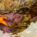 Star Fish And Green Sea Anemones In A Tidepool