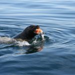 This Sea Lion Stole The Salmon Right Off The Hook