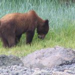 Wild Bear Foraging For Food