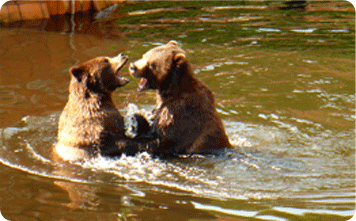 Bear viewing in Sitka Alaska
