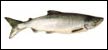 Chum (Dog) Salmon (Oncorhynchus keta)