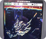 Furono Fish Finder showing King Salmon Charging up to the surface