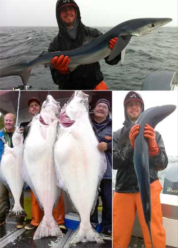9 7 13 Nice halibut and a Blue Shark highlight the day