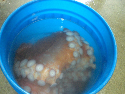 Octopus in a bucket