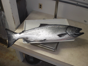 Salmon getting weighed in the Processing Room of Wild Strawberry Lodge