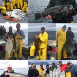06-01-2017 Nice variety including a record rockfish & a 59 in. releaser halibut!